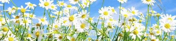 sommar