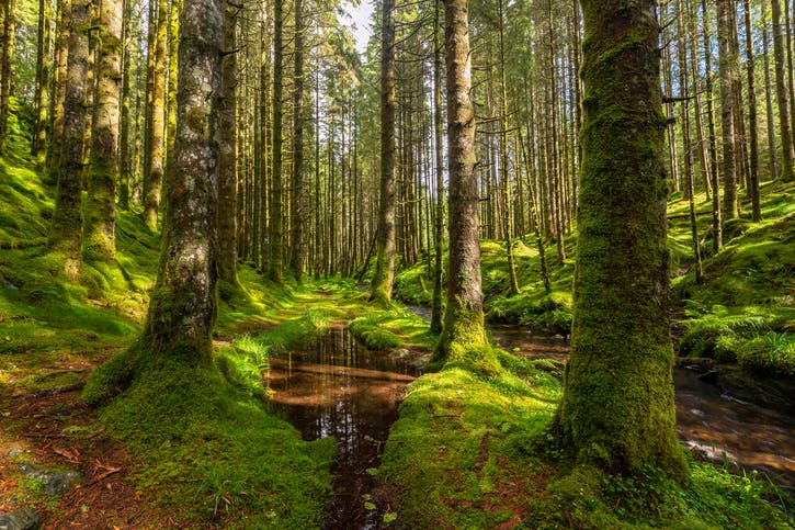 Picture of a forest with trees and moss